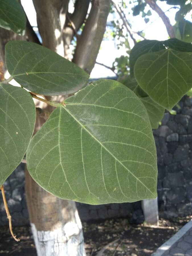 Erythrina americana leaf