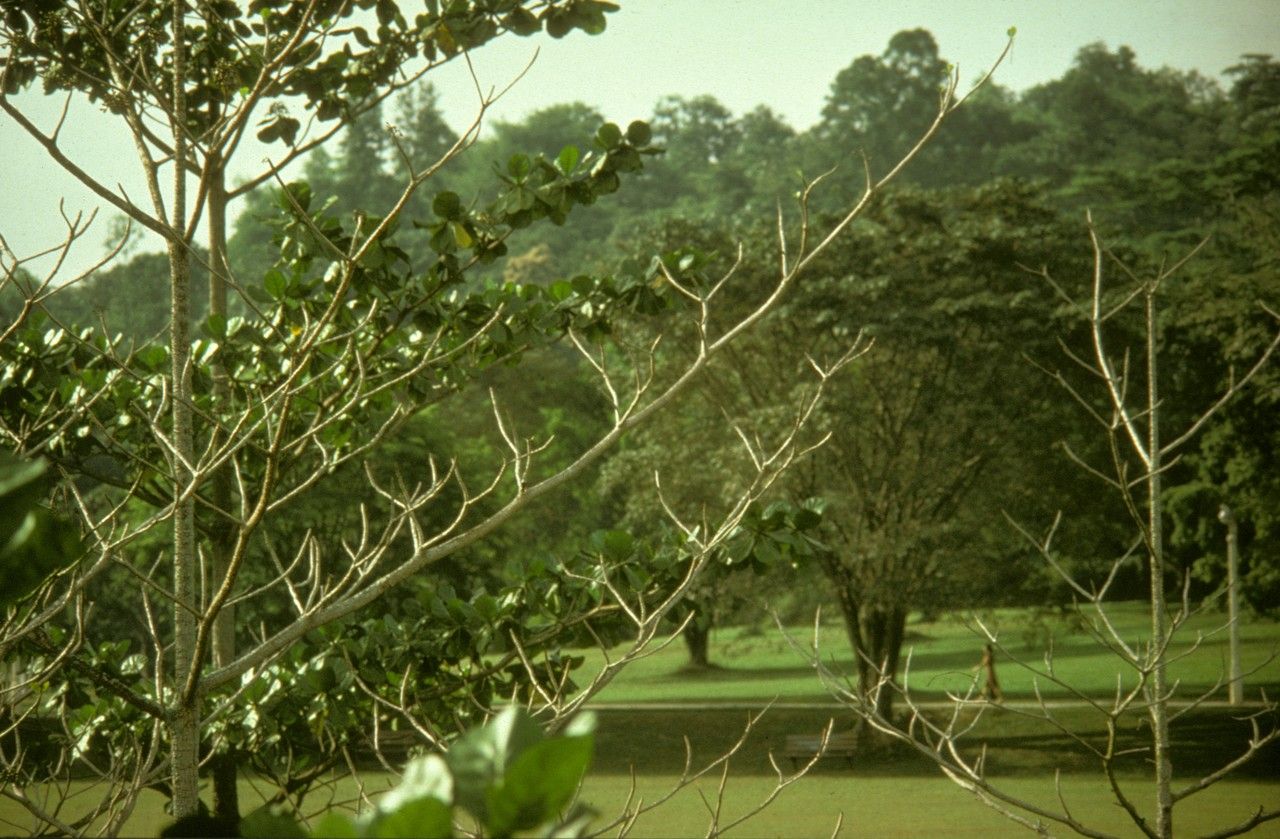 Fagraea crenulata habit
