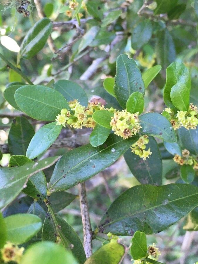 Scutia buxifolia flower