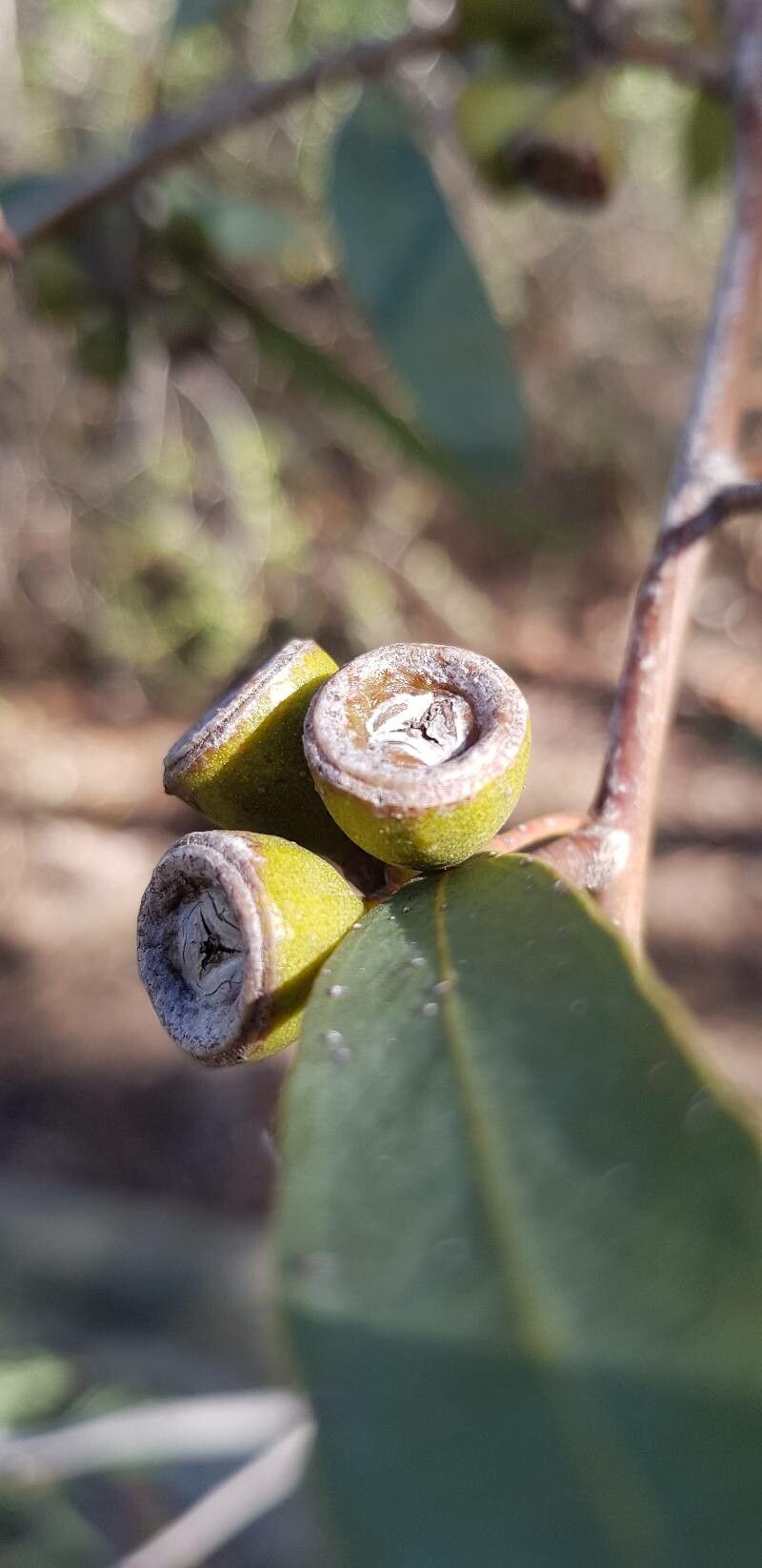 Eucalyptus diversifolia fruit