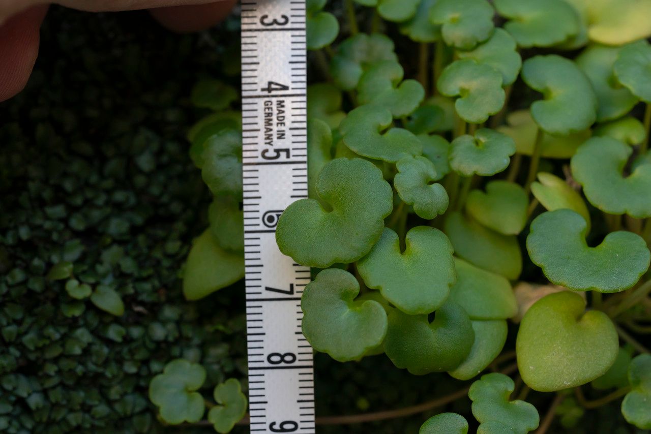 Cymbalaria longipes — related species from the same genus