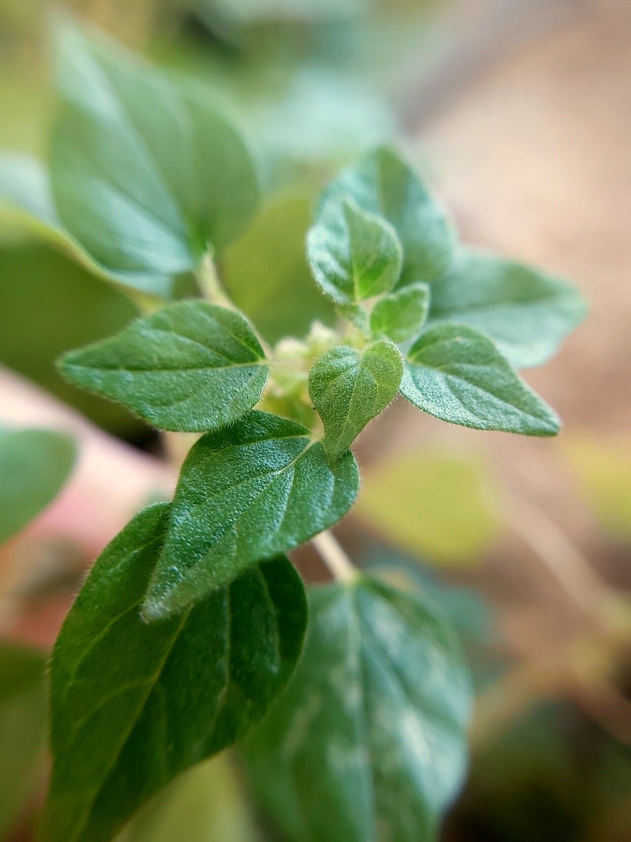 Parietaria erronea leaf