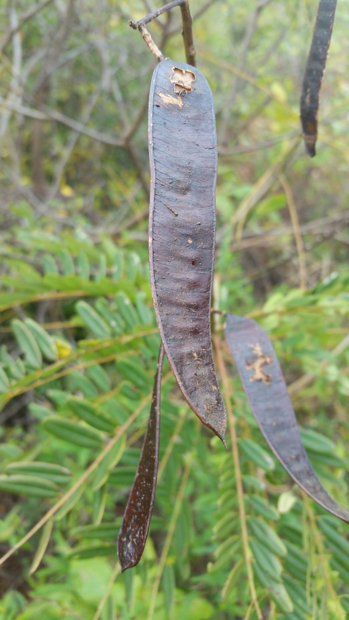 Senna anthoxantha fruit