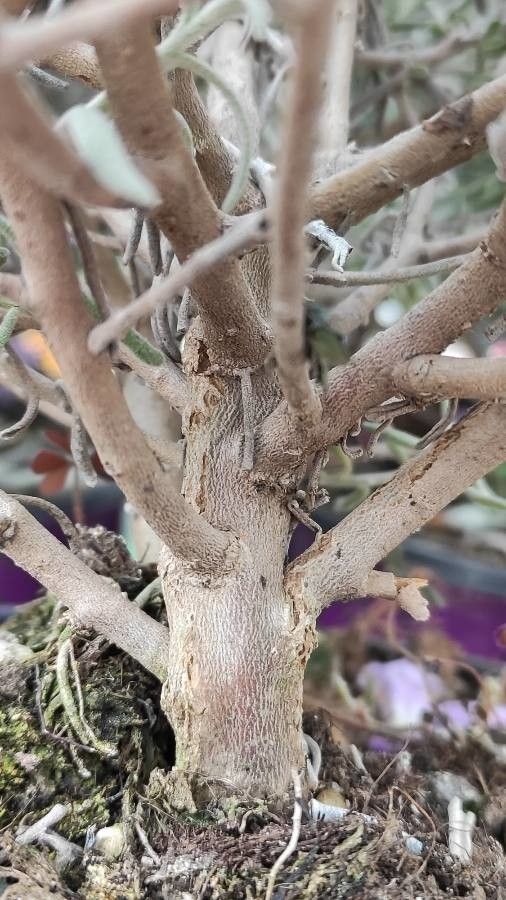 Eremophila nivea bark