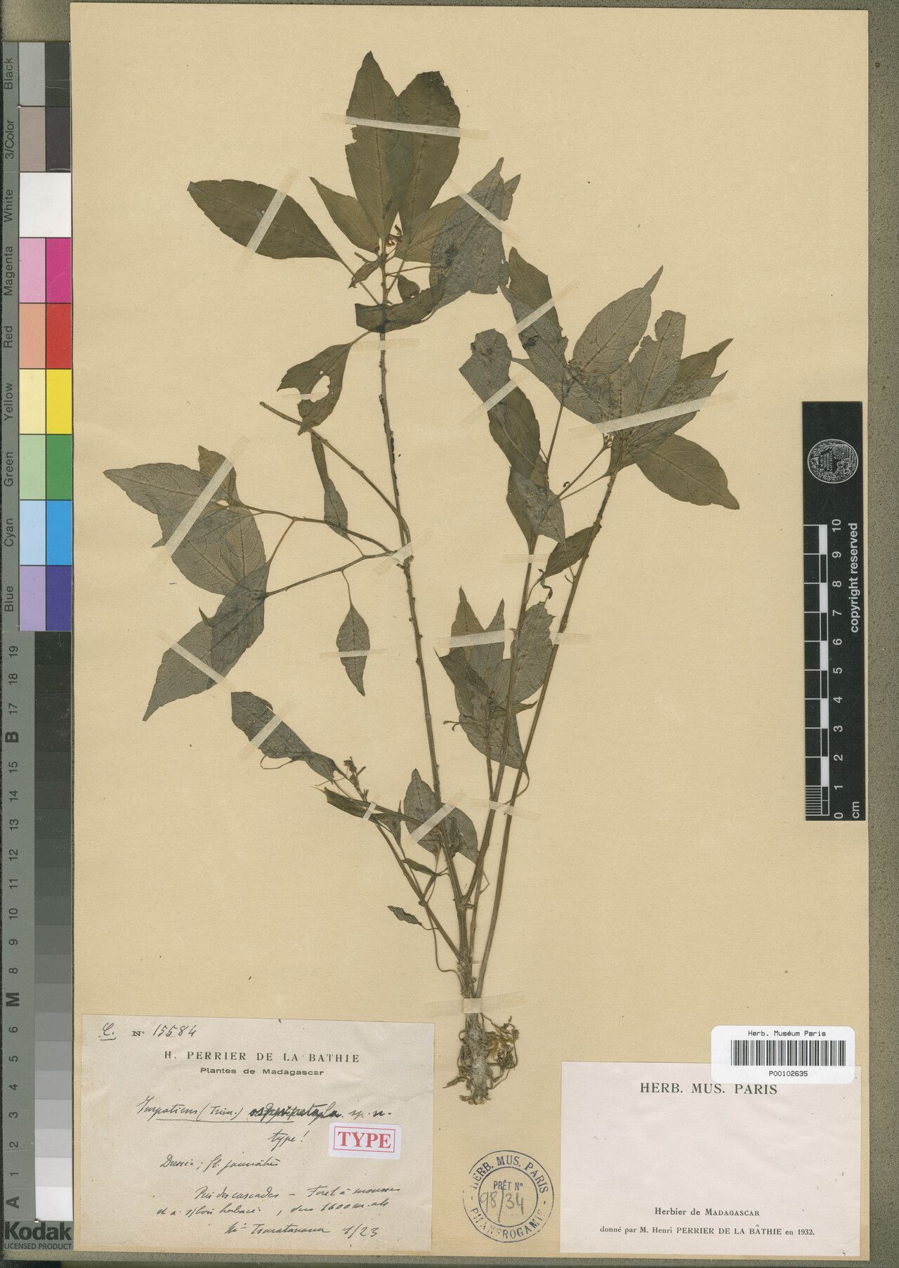 Impatiens asperipetala — houseplant care guide