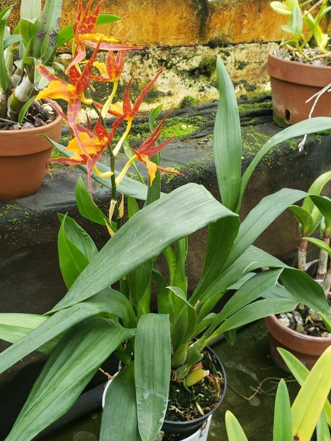 Brassia arachnoidea habit