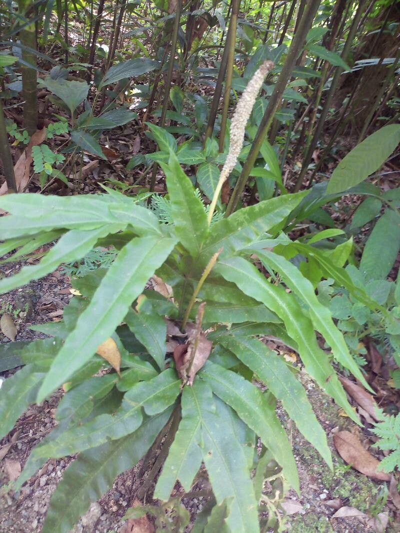 Helminthostachys zeylanica leaf