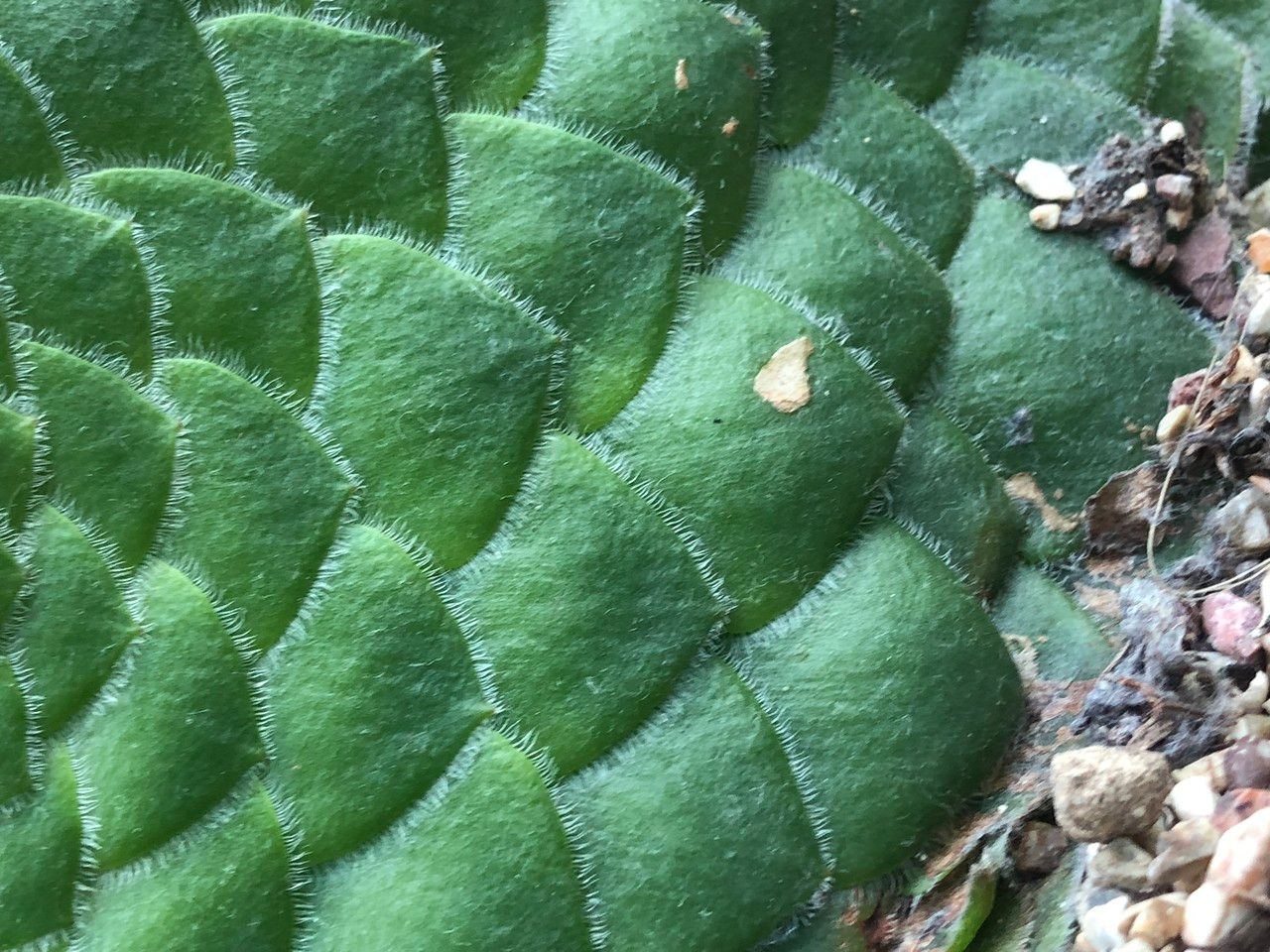 Aeonium tabuliforme bark