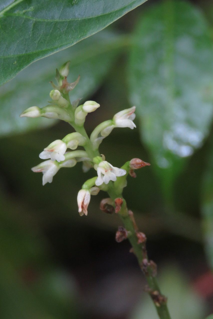 Platythelys querceticola flower