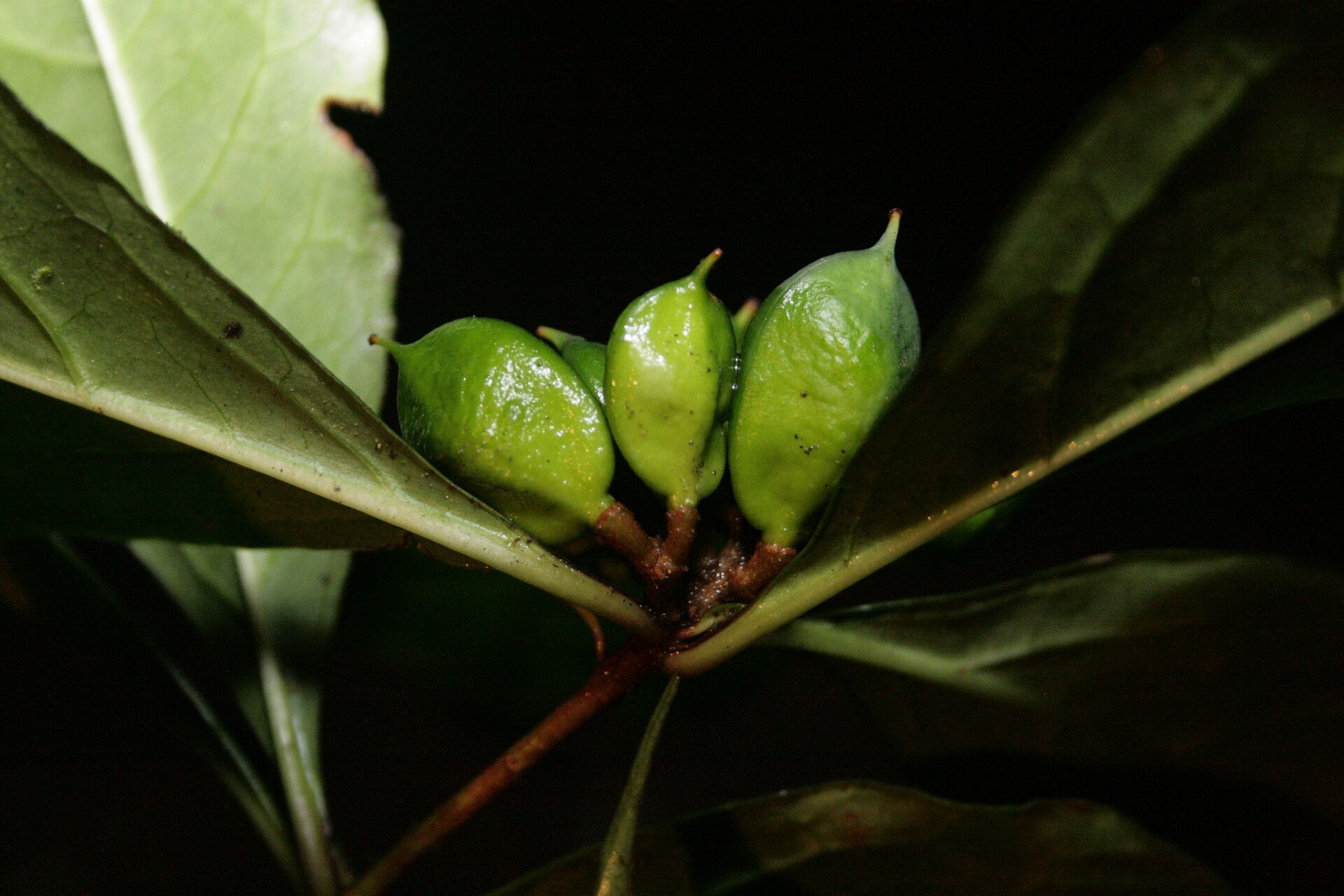 Pittosporum sinuatum fruit