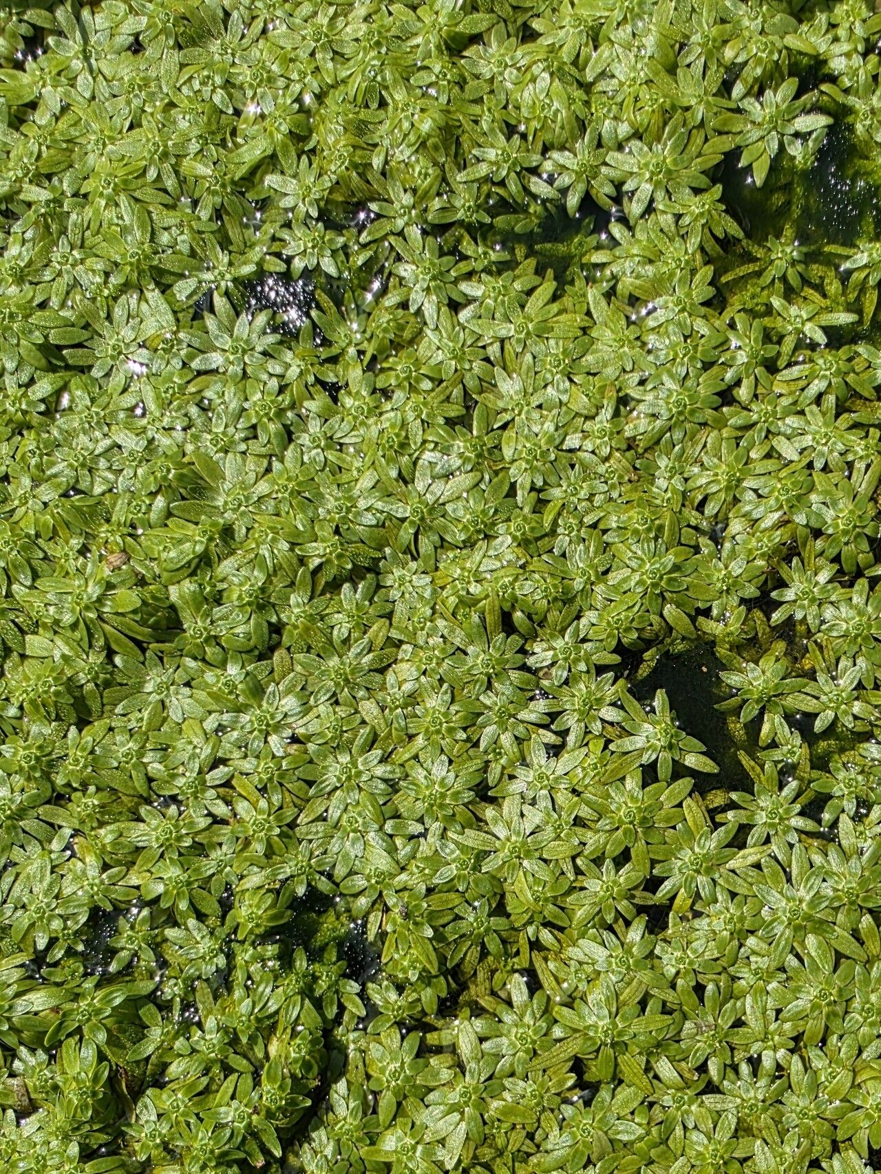 Callitriche lenisulca — houseplant care guide