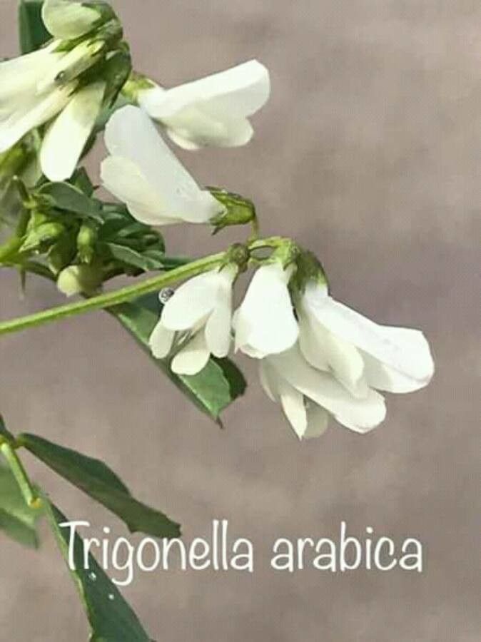 Trigonella arabica flower