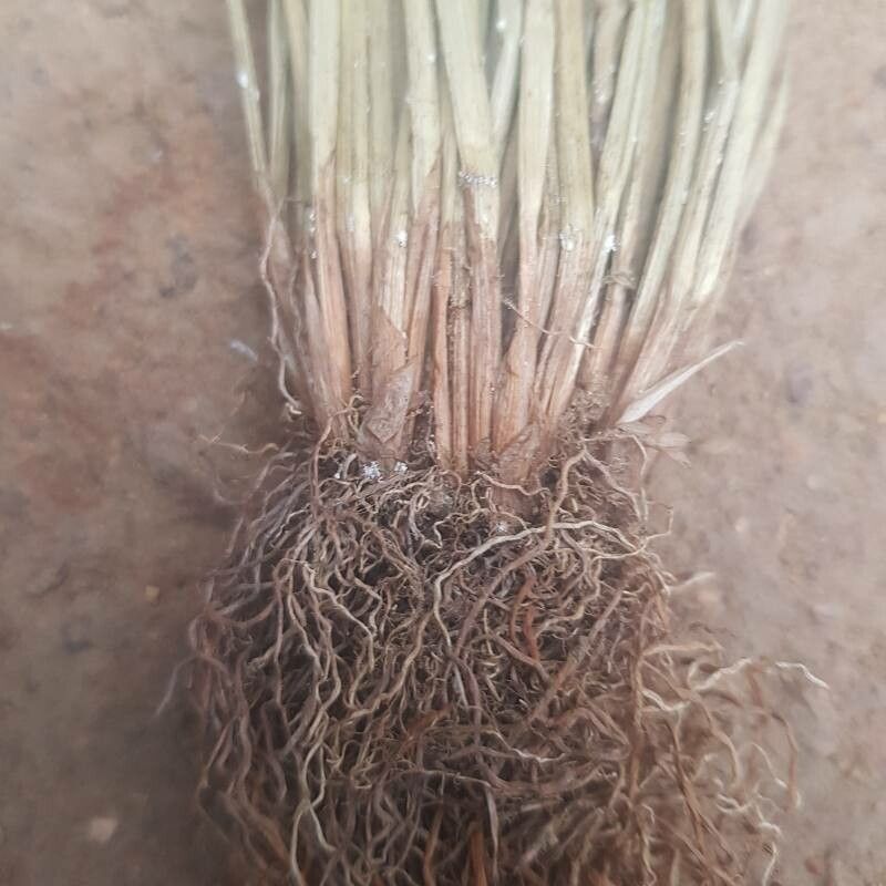 Schoenoplectiella senegalensis other