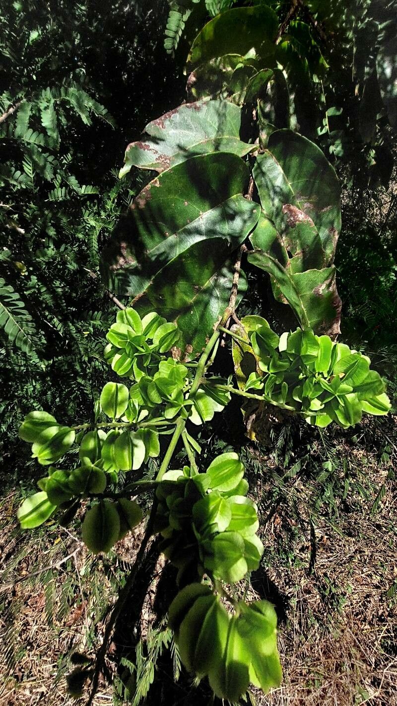 Combretum coccineum fruit