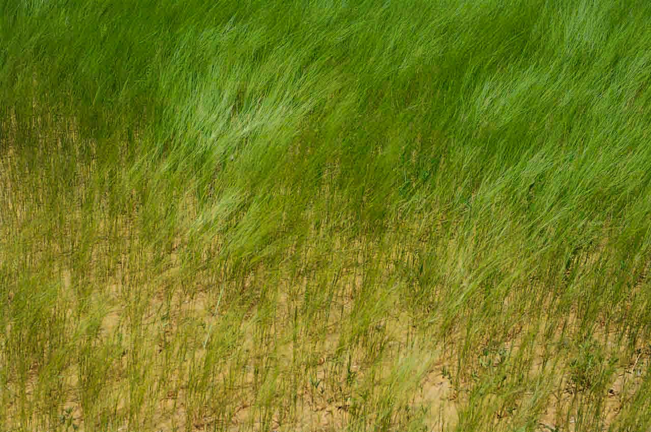 Aristida funiculata habit