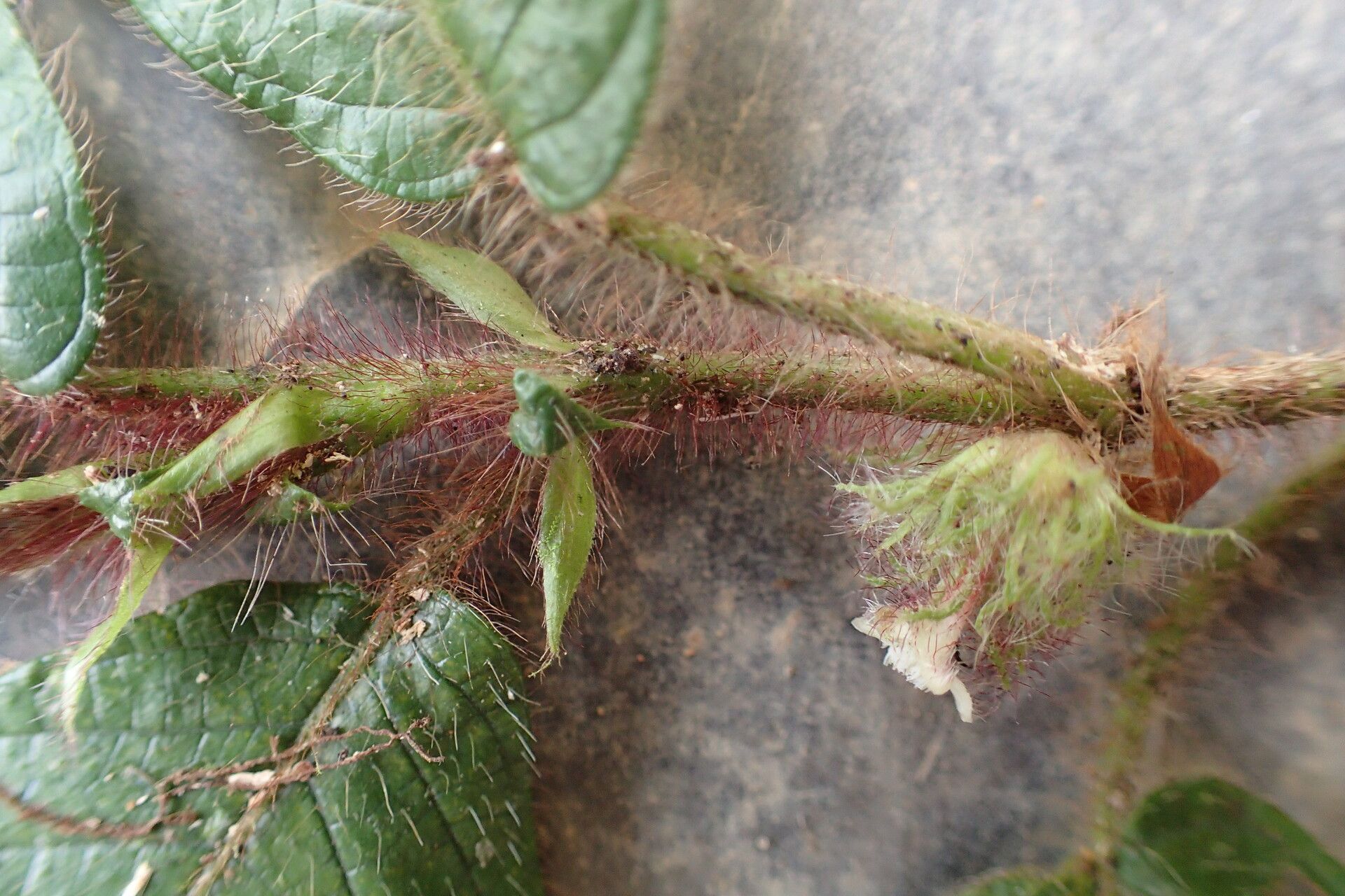 Sabicea medusula other