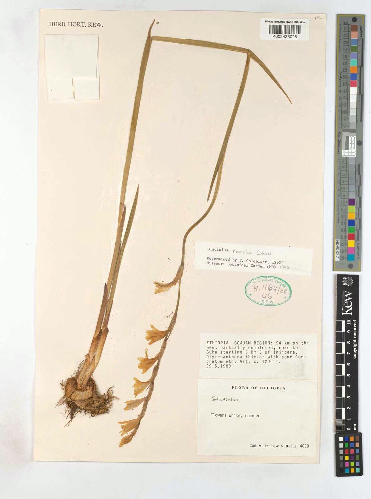 Gladiolus roseolus — search result for 'Gladiolus'