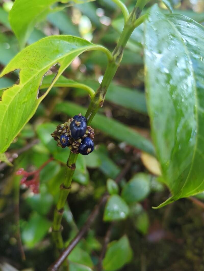 Palicourea axillaris fruit