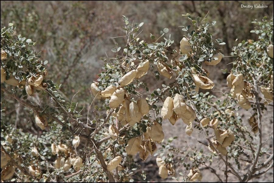 Colutea paulsenii fruit
