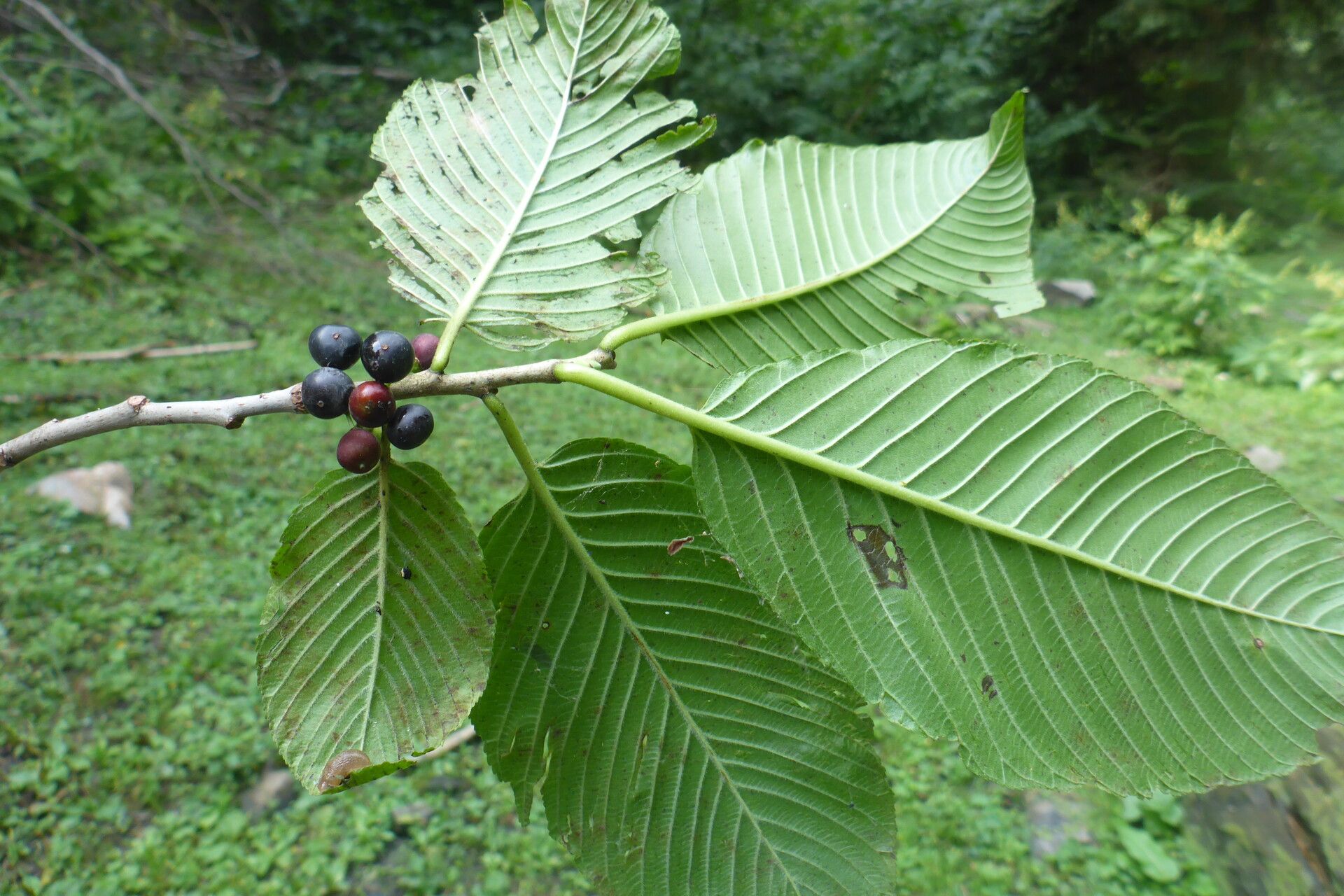 Rhamnus imeretina fruit