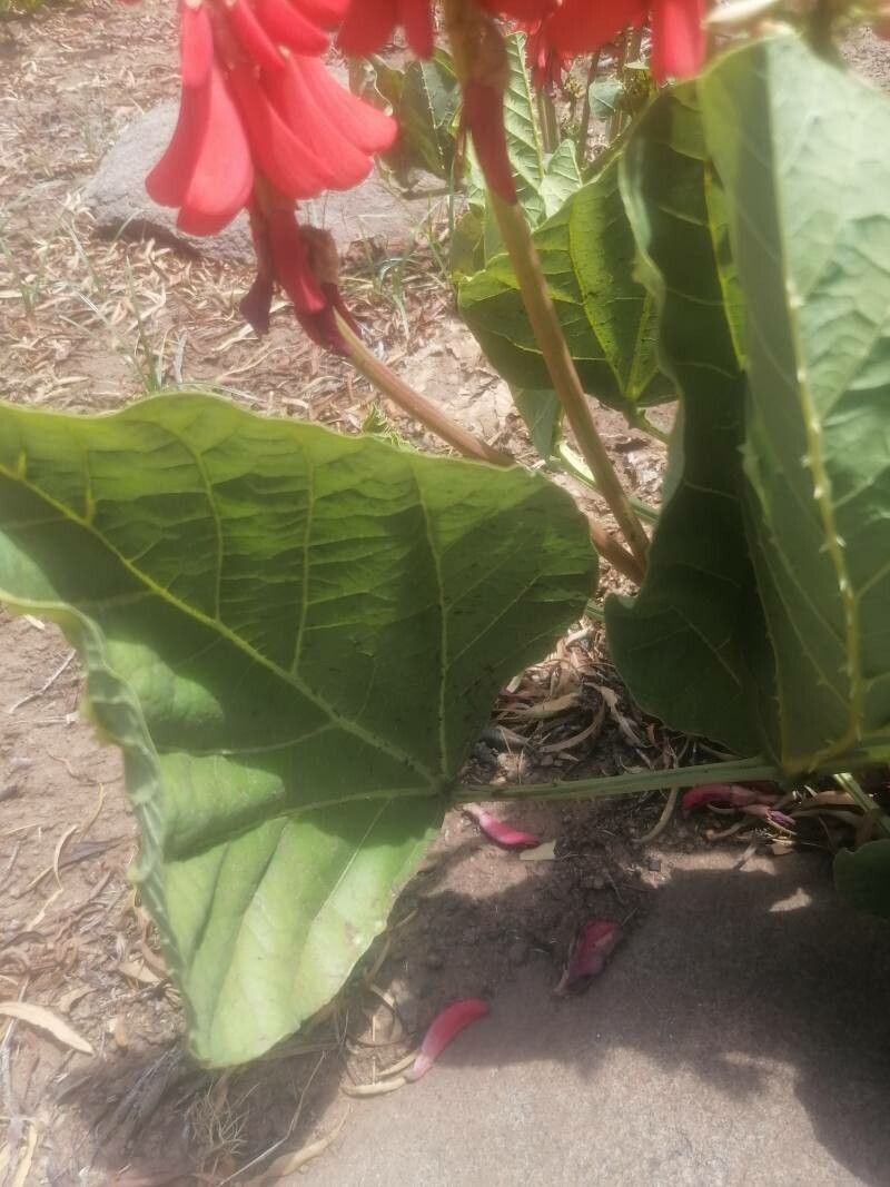 Erythrina zeyheri leaf