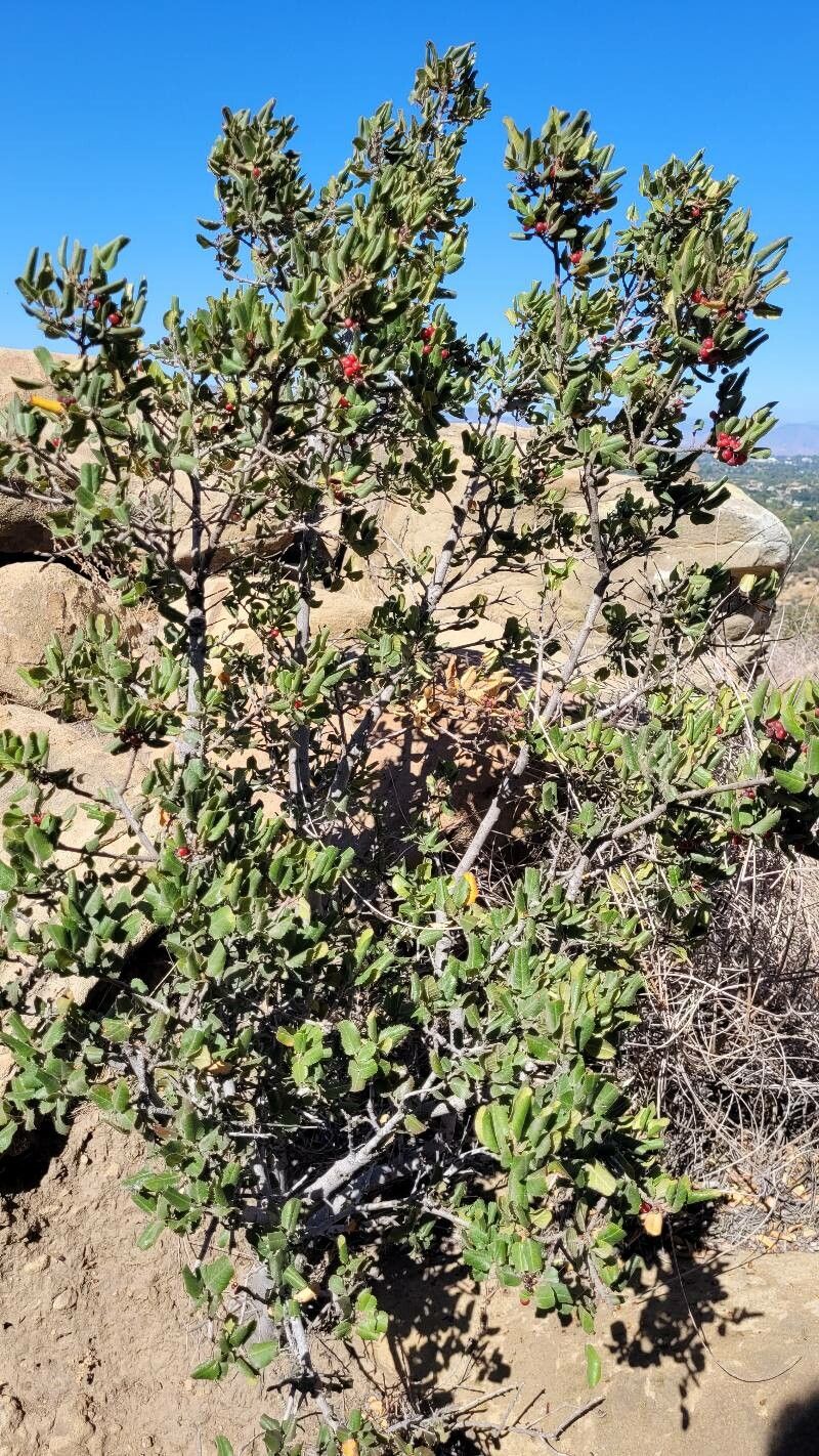 Rhamnus ilicifolia habit