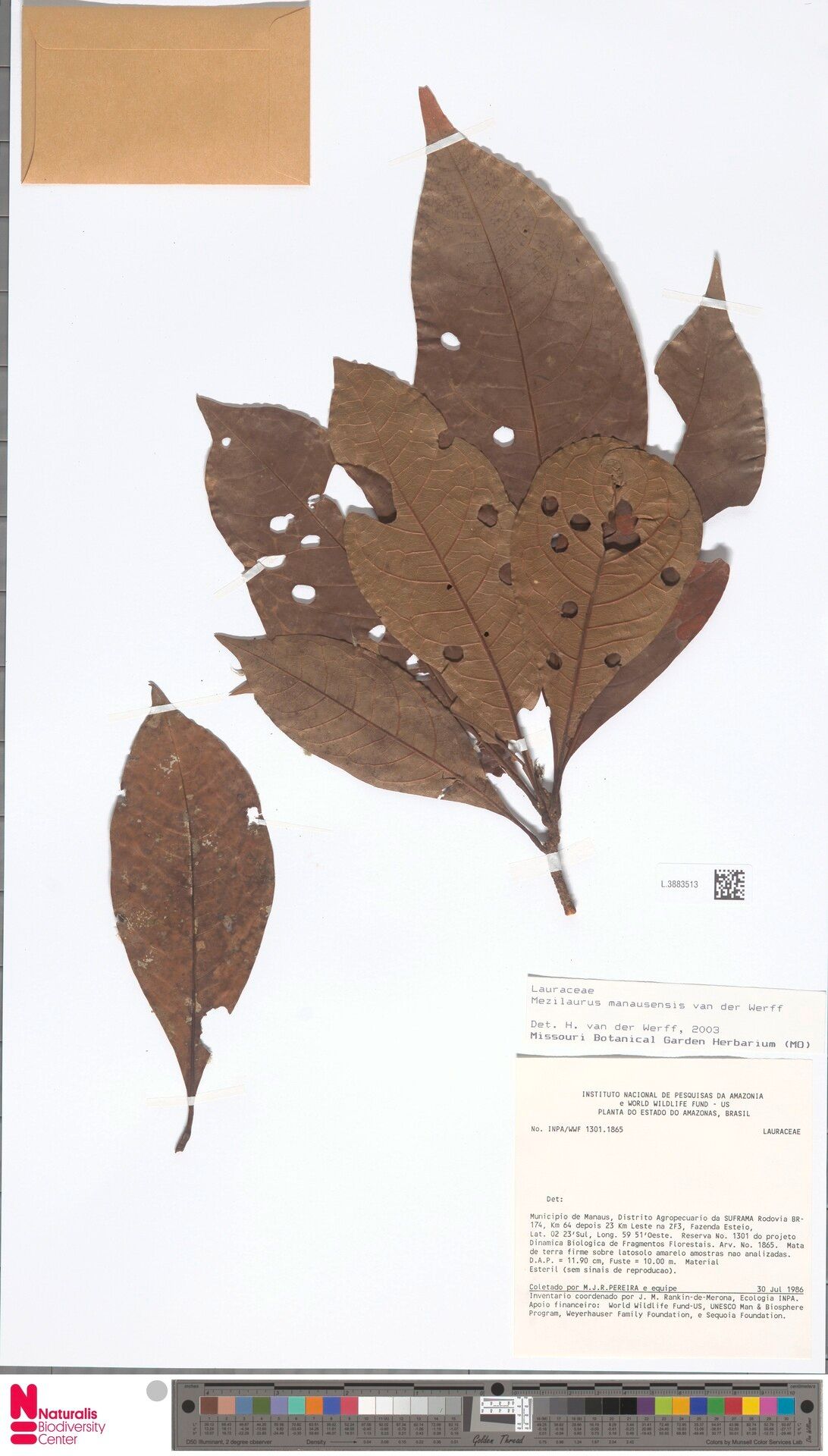 Mezilaurus manausensis — houseplant care guide