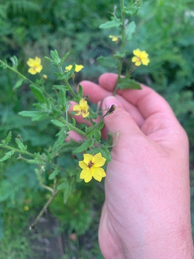 Goodenia heterophylla flower