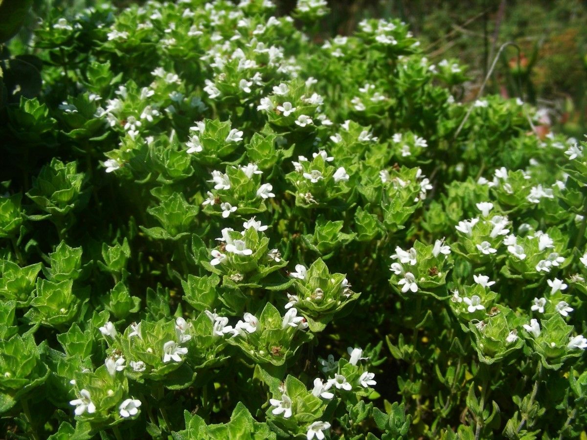 Thymus capitellatus habit