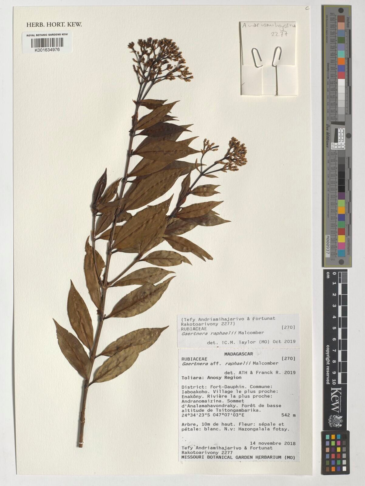 Gaertnera raphaelii — houseplant care guide