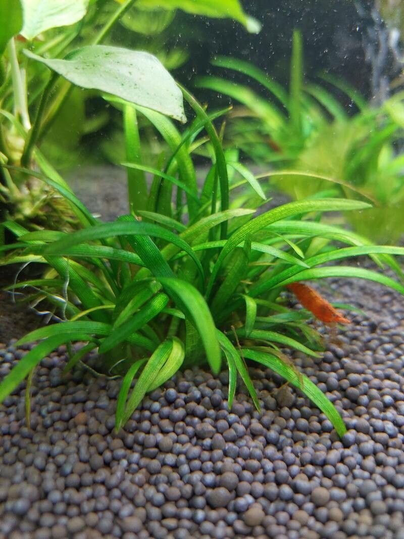 Blyxa japonica — search result for 'Bamboo'