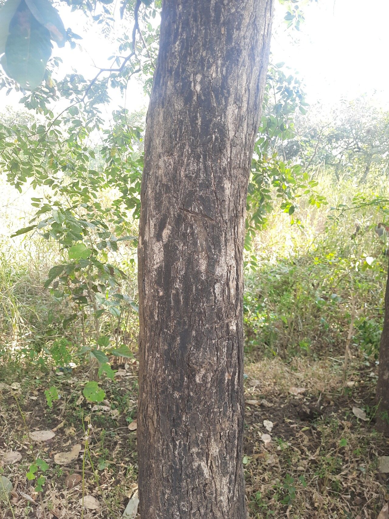 Bridelia retusa bark