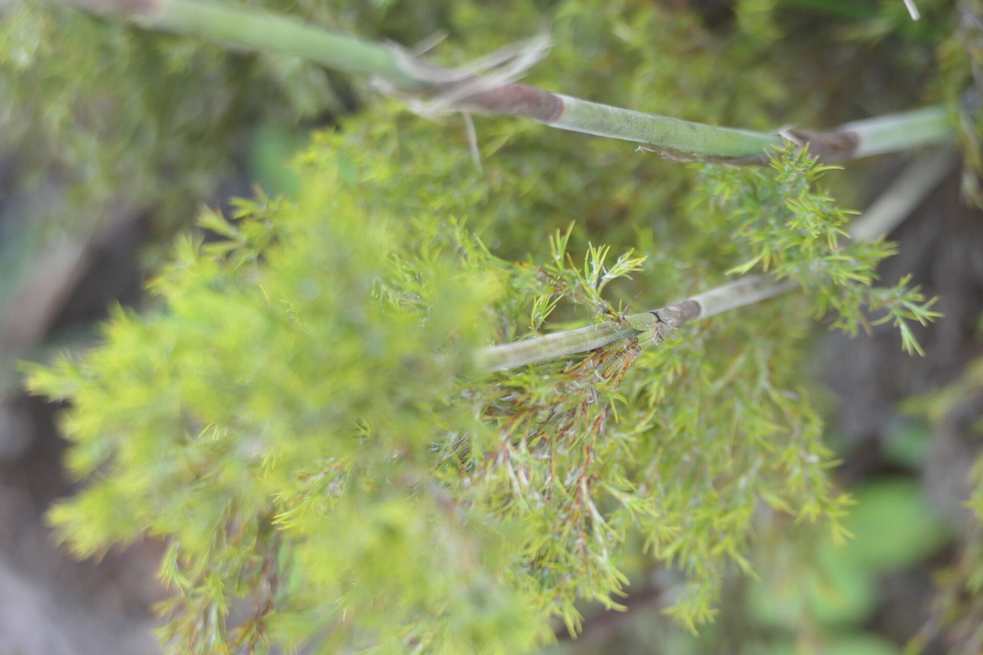 Thamnochortus cinereus — houseplant care guide