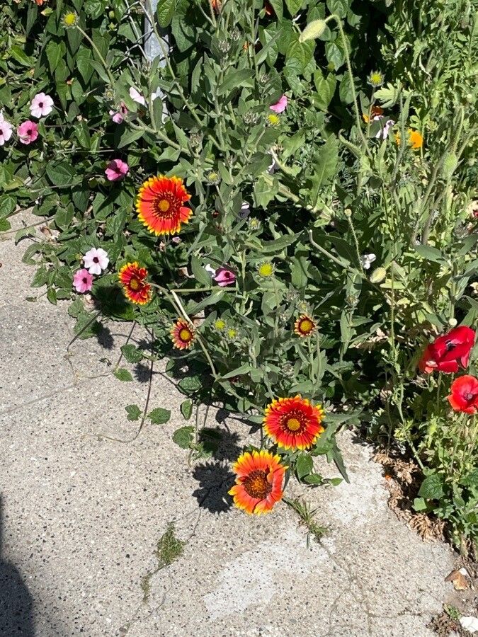 Gaillardia × grandiflora habit