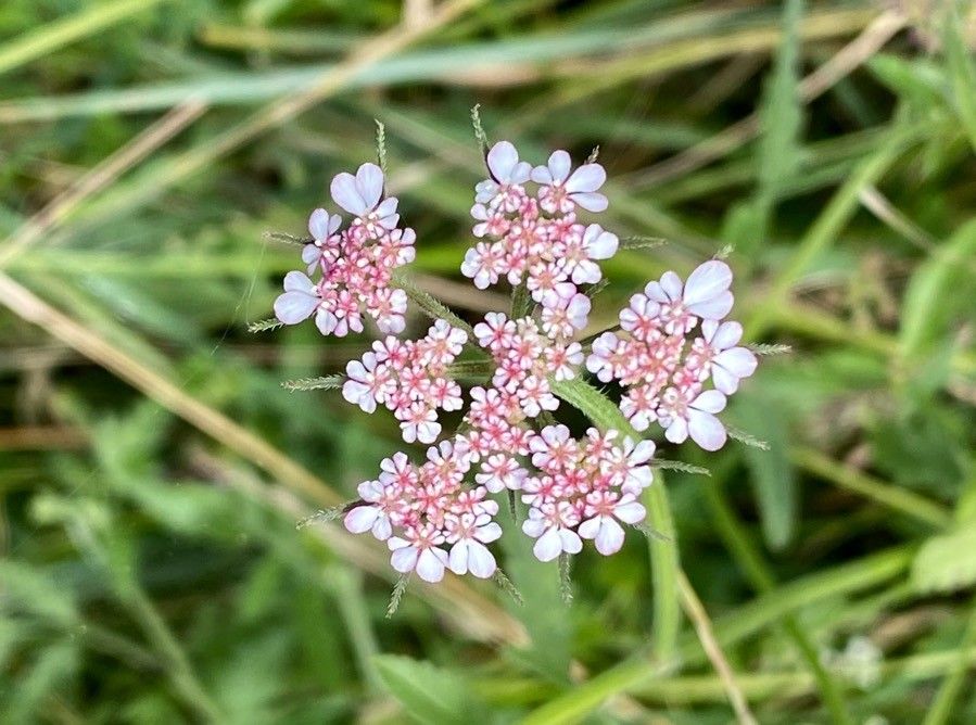 Tordylium maximum flower