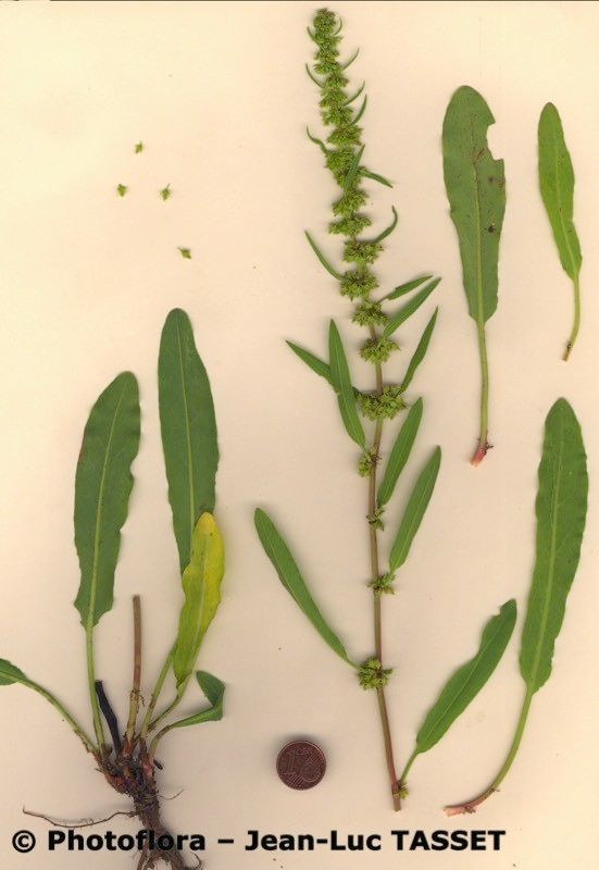 Rumex × callianthemus habit