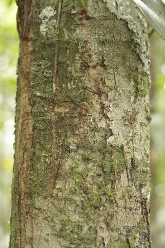 Licania densiflora — houseplant care guide