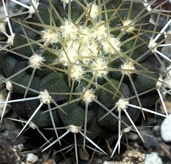 Copiapoa gigantea — houseplant care guide