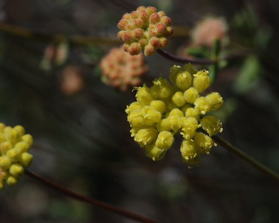 Eriogonum tripodum — search result for 'Eriogonum'