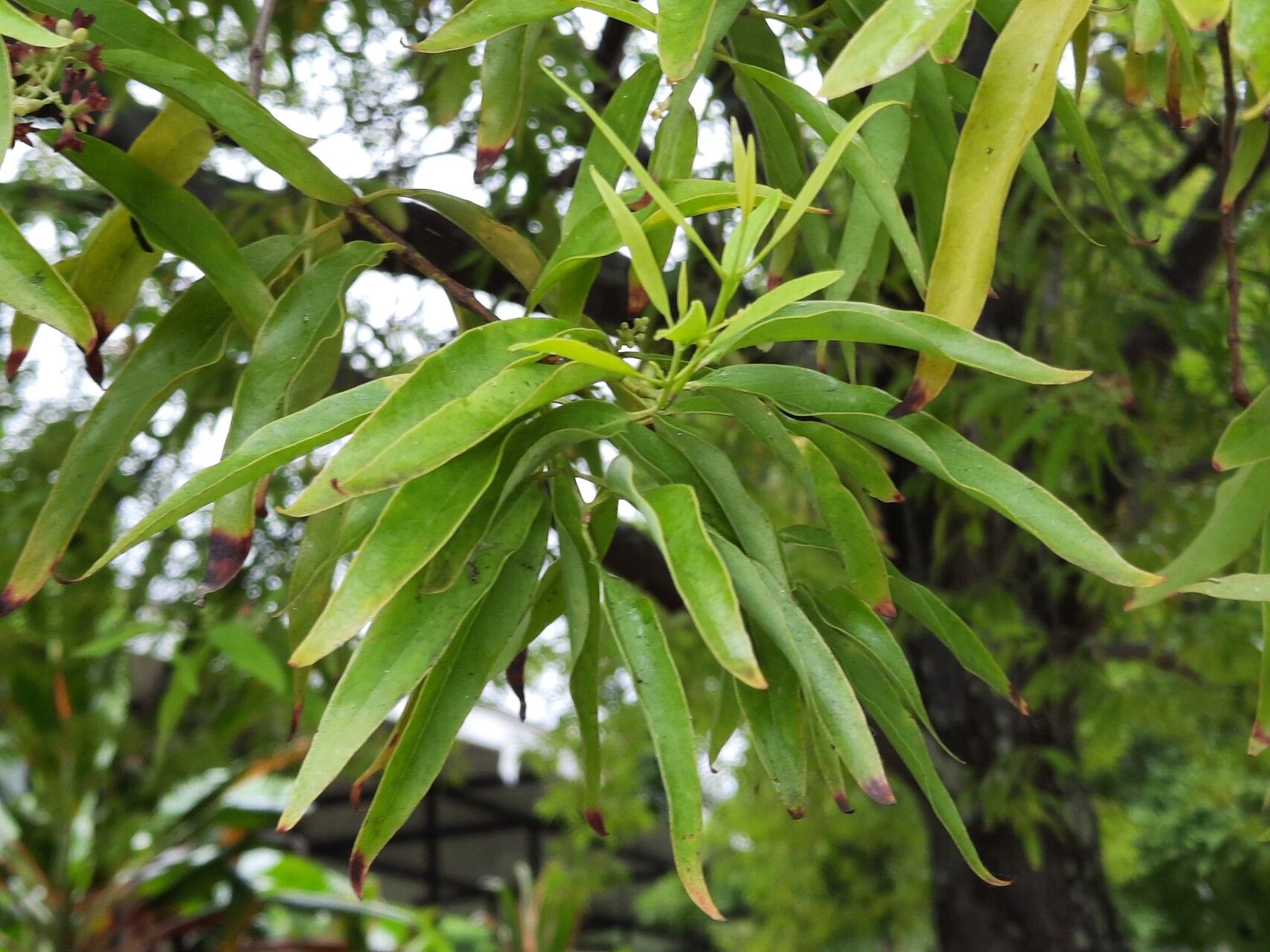 Santalum yasi — search result for 'Fiji'
