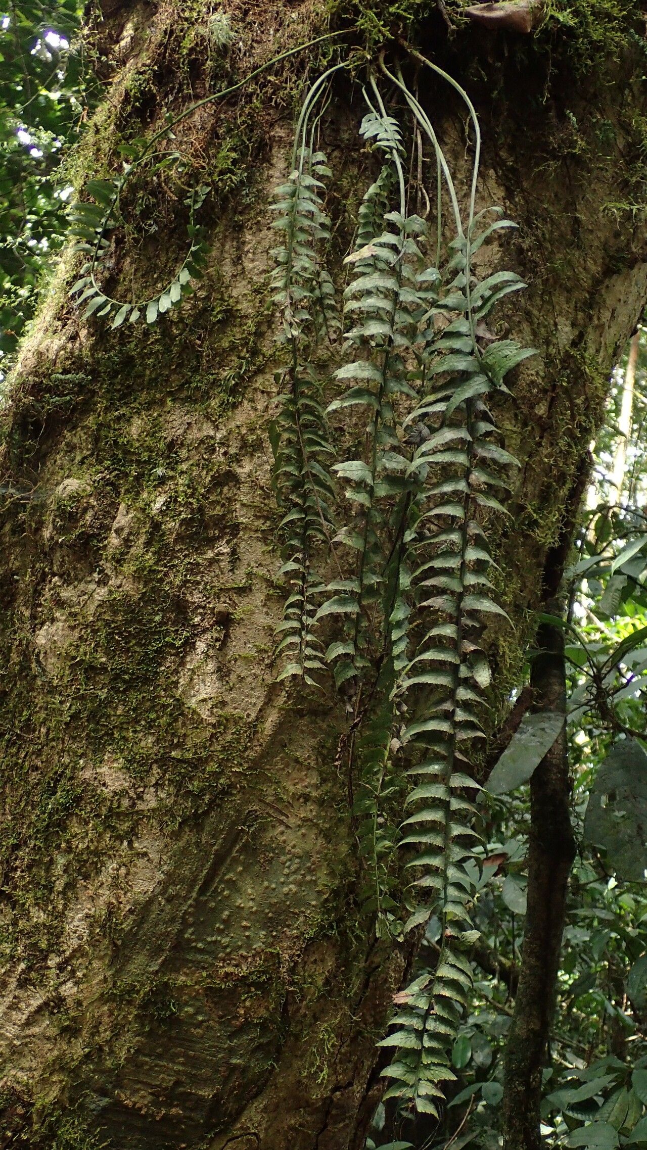 Asplenium staudtii habit