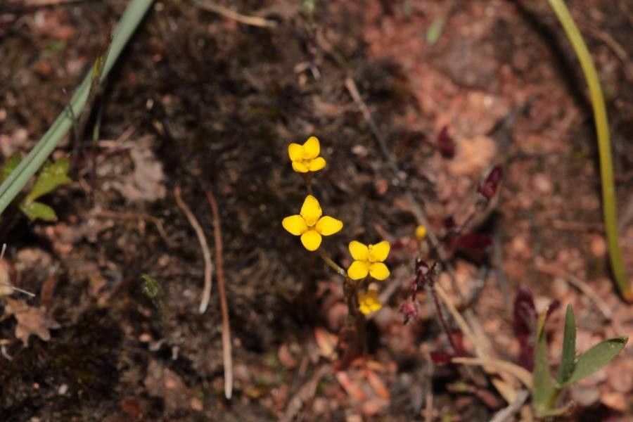 Cicendia filiformis flower