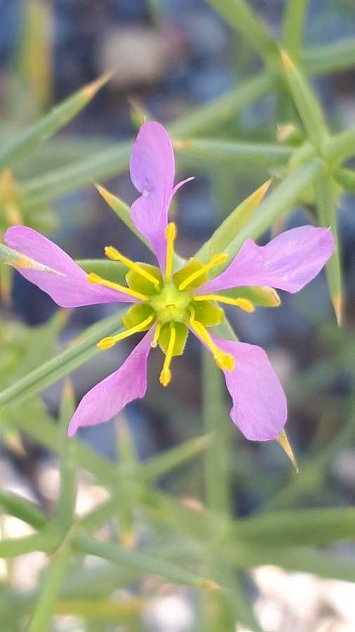 Fagonia indica flower