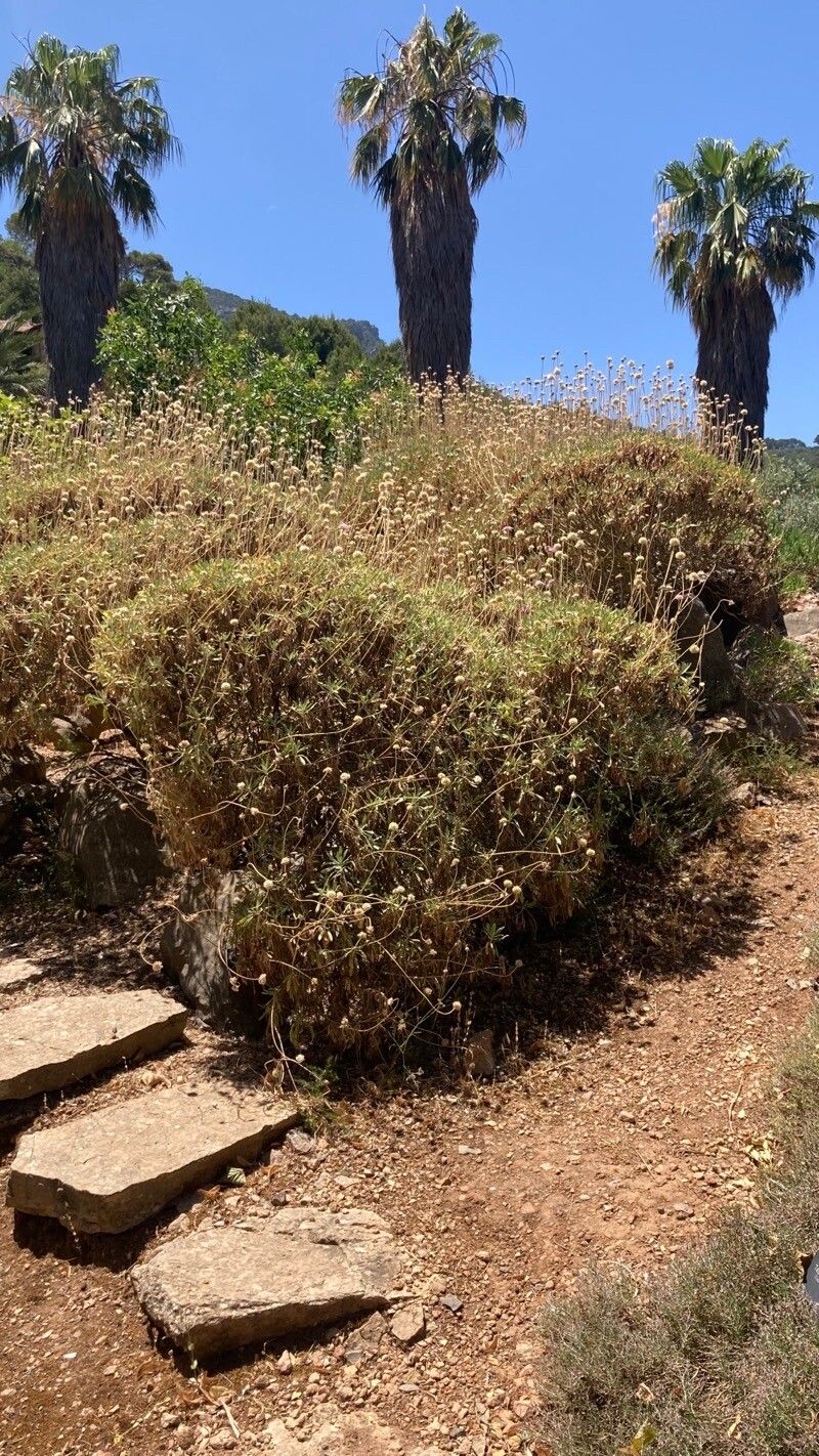 Scabiosa cretica habit