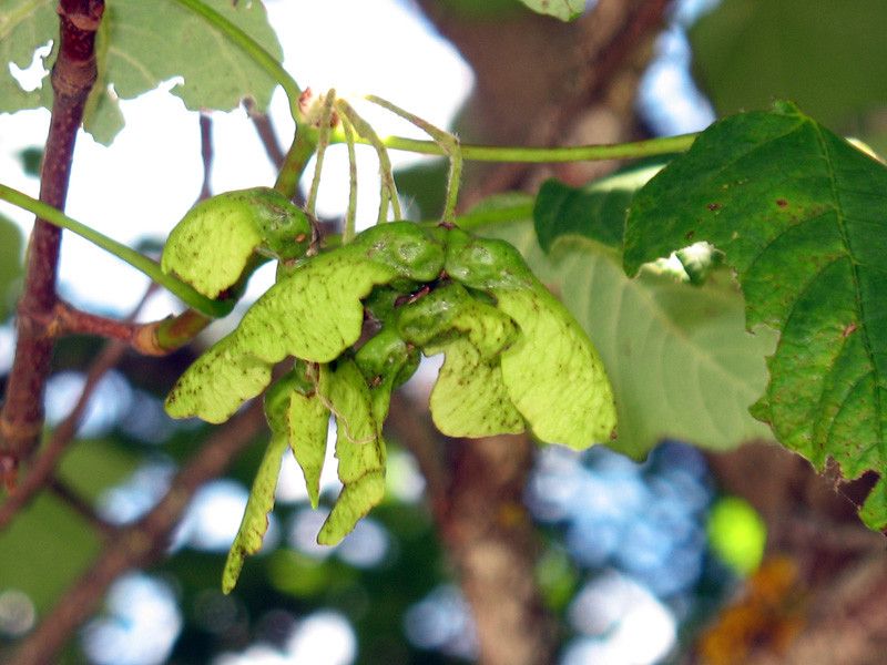 Acer neapolitanum fruit
