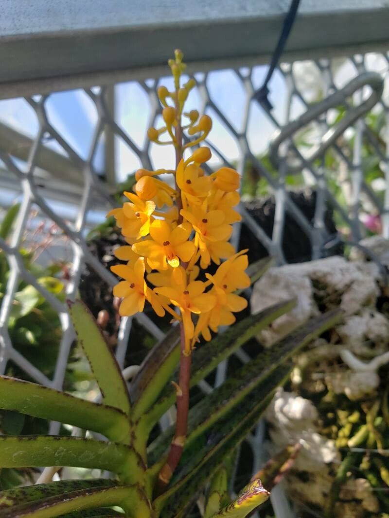 Ascocentrum garayi flower