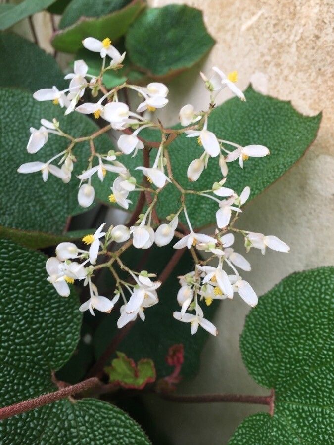 Begonia saxifraga flower