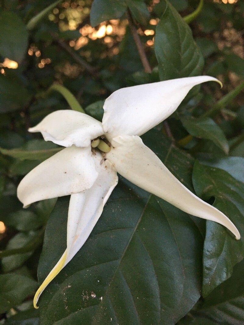 Rosenbergiodendron formosum flower