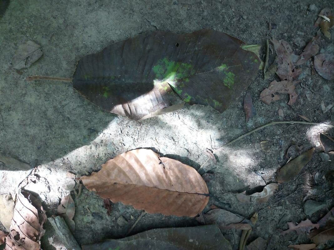 Dillenia borneensis — related species from the same genus