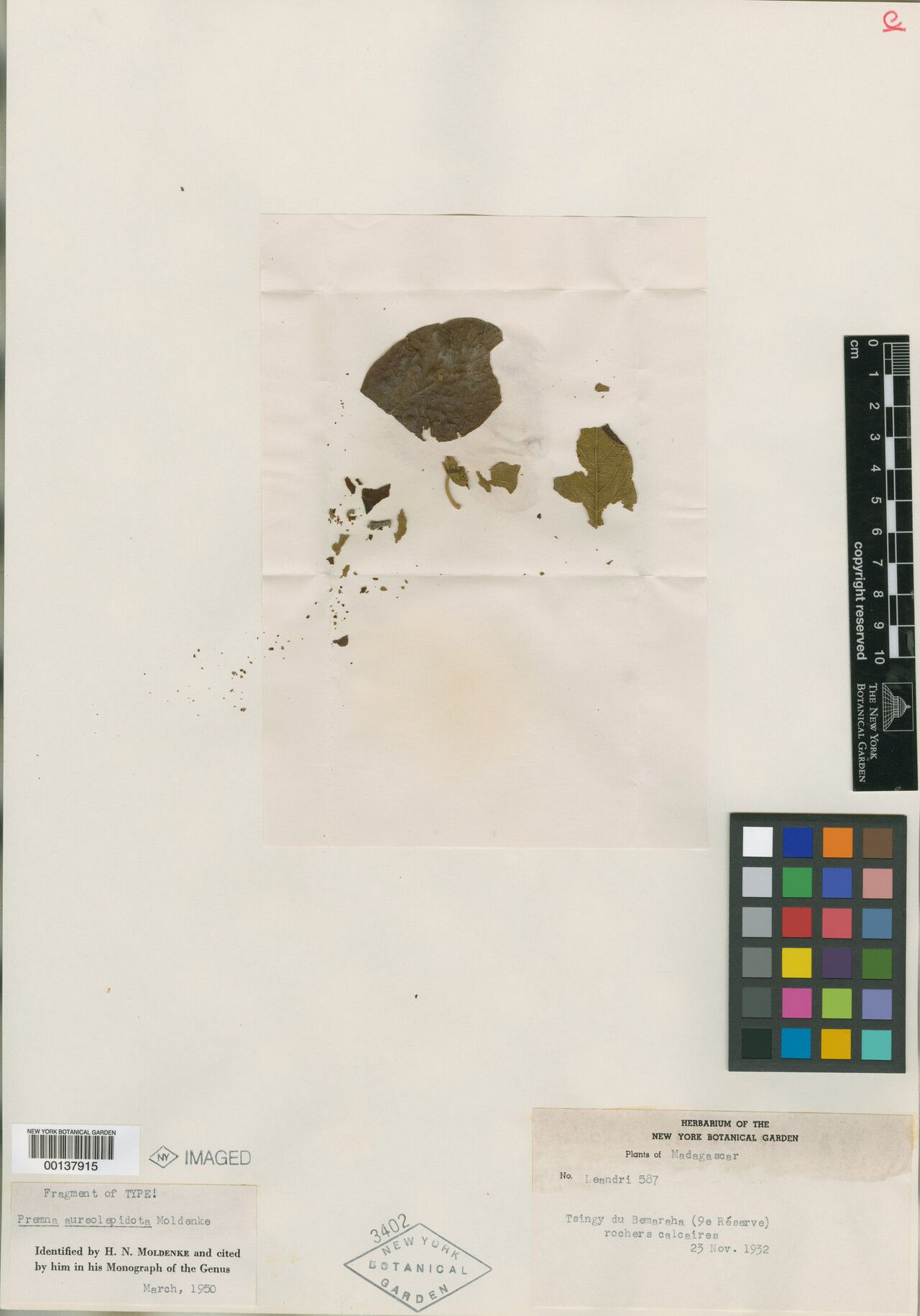 Premna aureolepidota — related species from the same genus